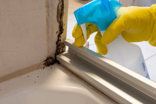 Best Same-Day Mold Removal  in Harmony, PA