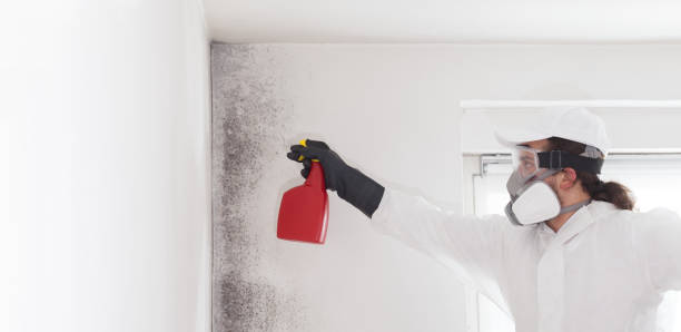Mold Removal Process in Harmony, PA