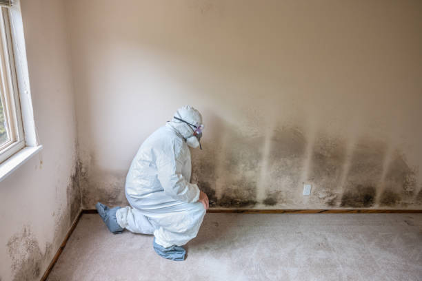 Best Mold Damage Repair  in Harmony, PA