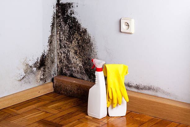 Best Attic Mold Removal  in Harmony, PA