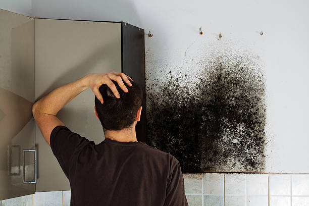 Crawl Space Mold Removal in Harmony, PA