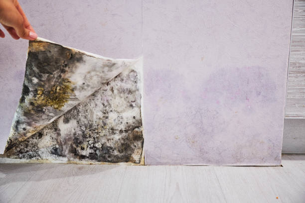 Best Office Mold Removal Services  in Harmony, PA